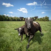 Schapen in de polder